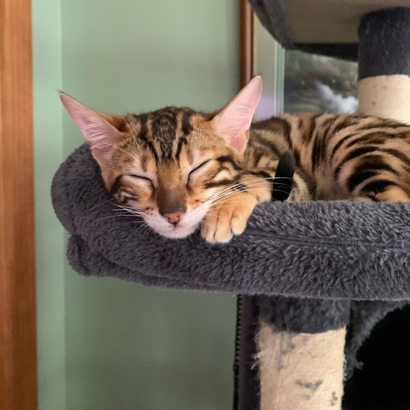 Meet your Posher, Celeste - Picture 1 of 1